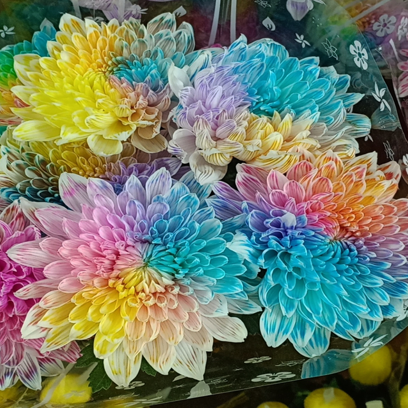 nhuộm hoa 2 màu
